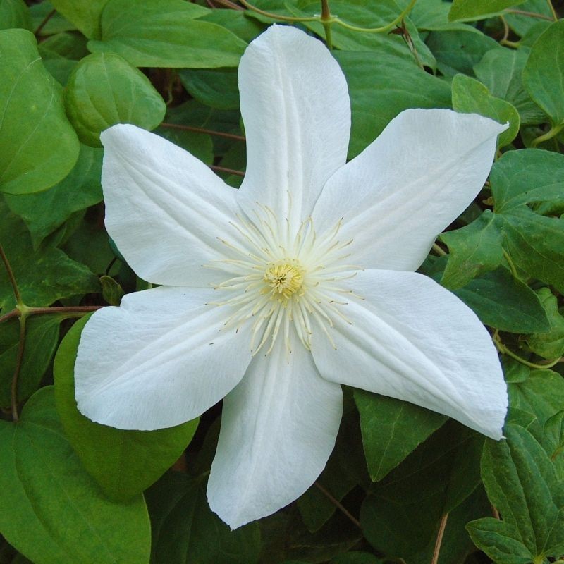Clematita Marie boisselot