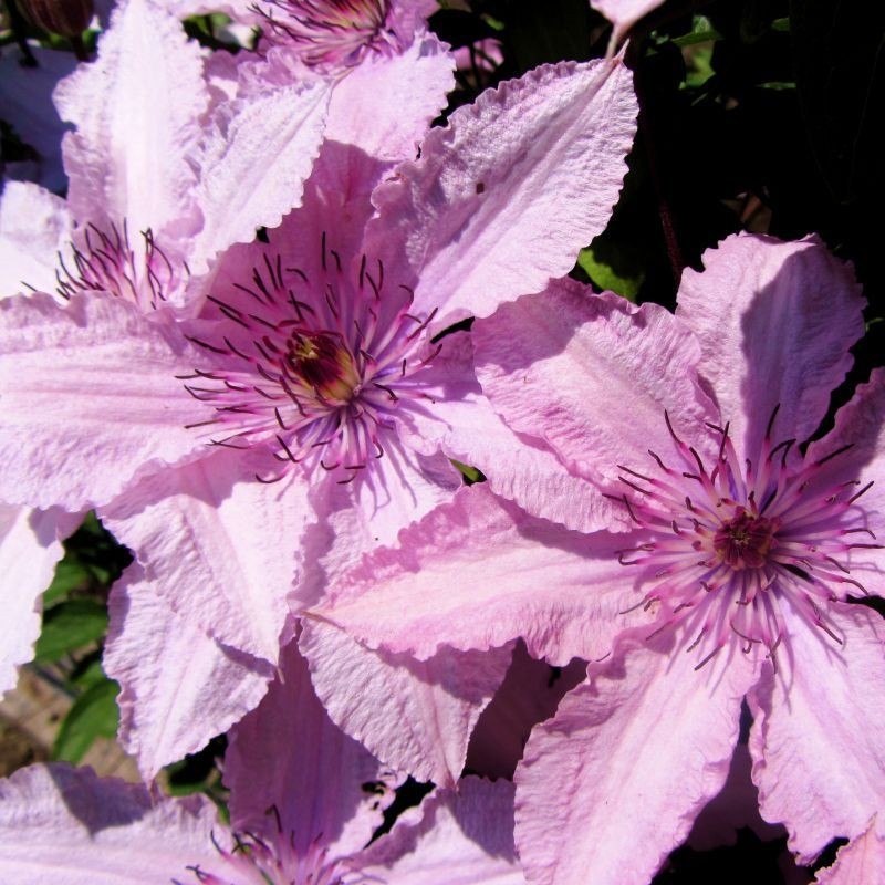 Clematita Hagley