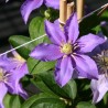 Clematita Justa