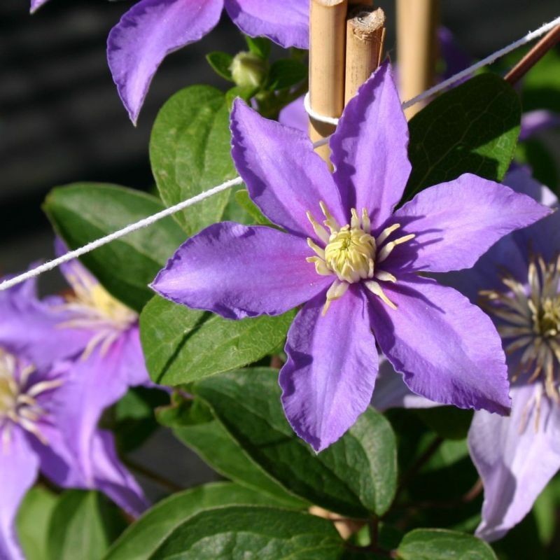 Clematita Justa