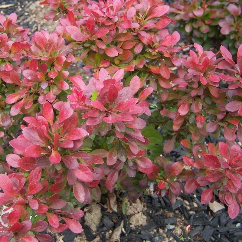 Arbust Berberis Bagatelle