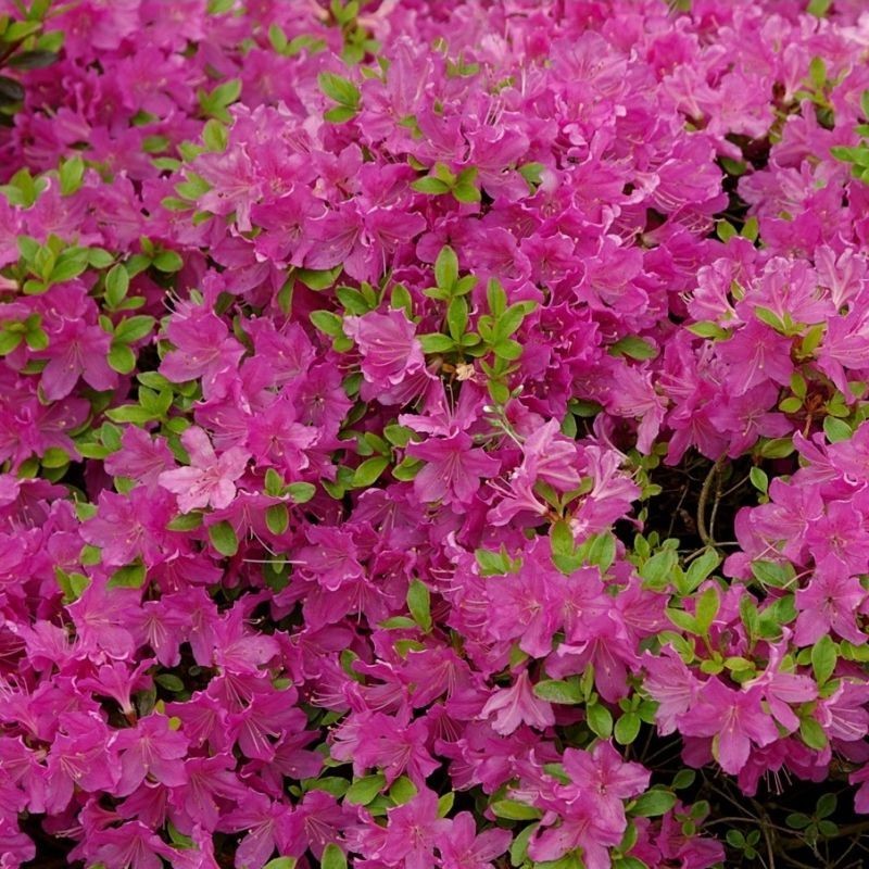 Azalea Diamant Purple