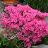 Azalea Kermesina