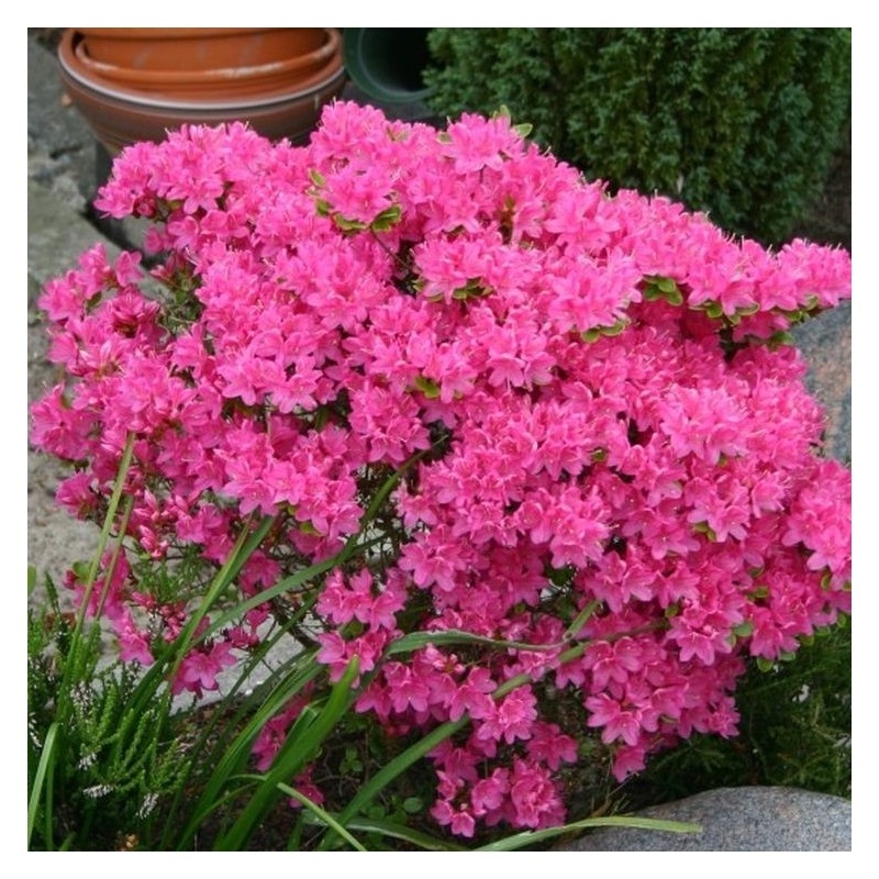 Azalea Kermesina