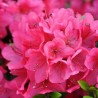 Azalea Little Red