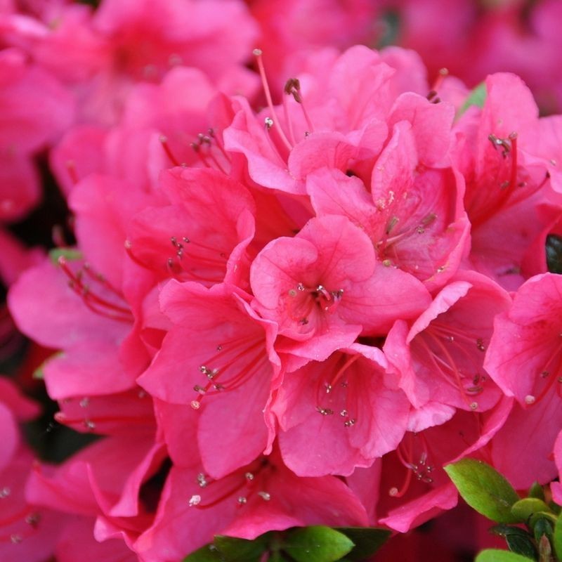 Azalea Little Red