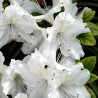 Azalea Mary Helen