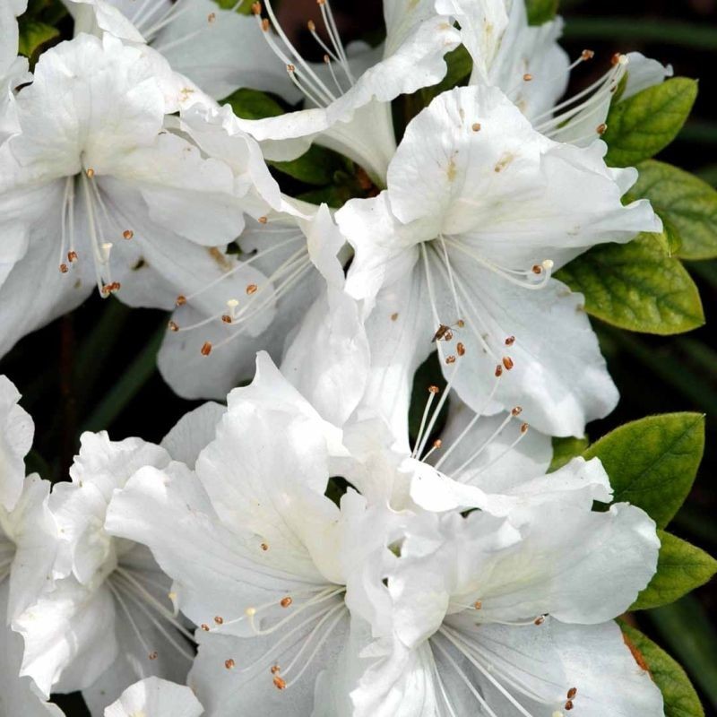 Azalea Mary Helen