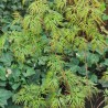 Artar Japonez Emerald Lace