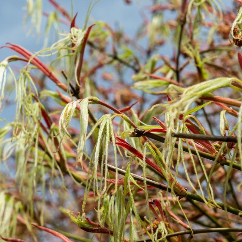 Artar Japonez Koto No Ito