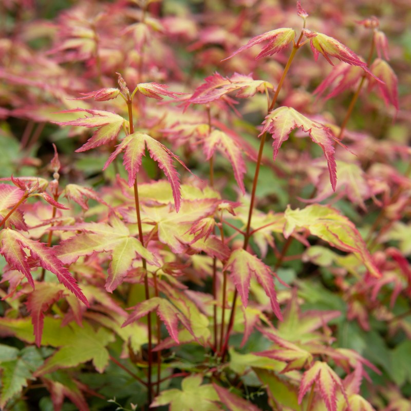 Artar Japonez Little Princess