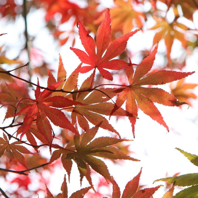 Artar Japonez Shojo Shidare