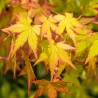 Artar Japonez Summer Gold