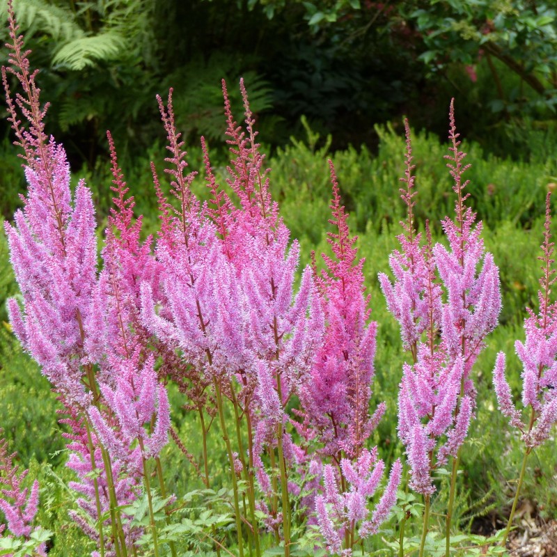 Astilbe chinensis Pumila