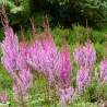 Astilbe chinensis Pumila