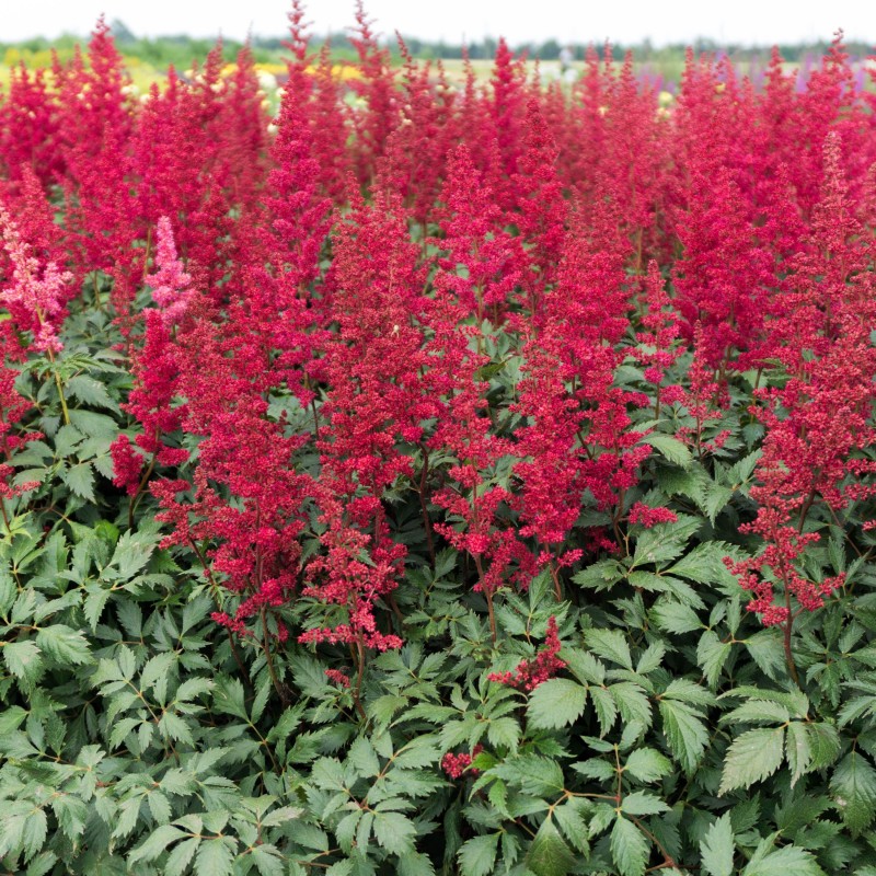 Astilbe Fanal