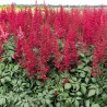 Astilbe Fanal