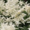 Astilbe japonica Washington