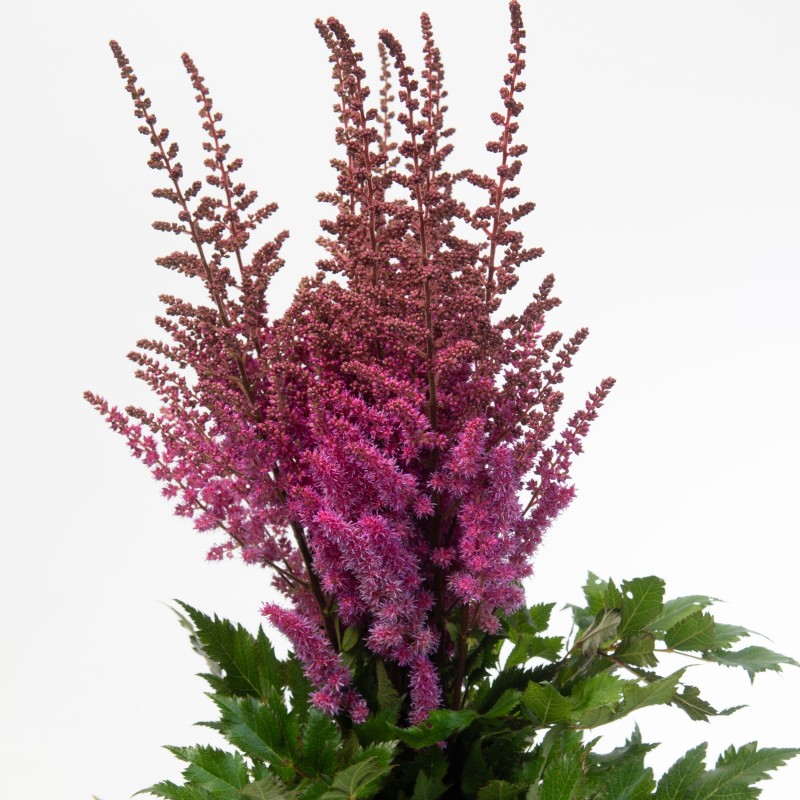 Astilbe Maggie Daley