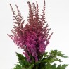 Astilbe Maggie Daley