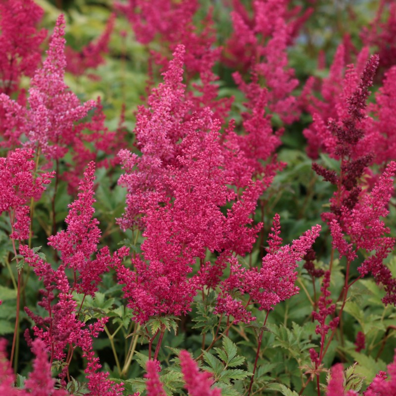 Astilbe Red Sentinel