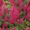 Astilbe Red Sentinel