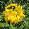Azalea mollis Anneke