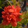 Azalea mollis Gibraltar