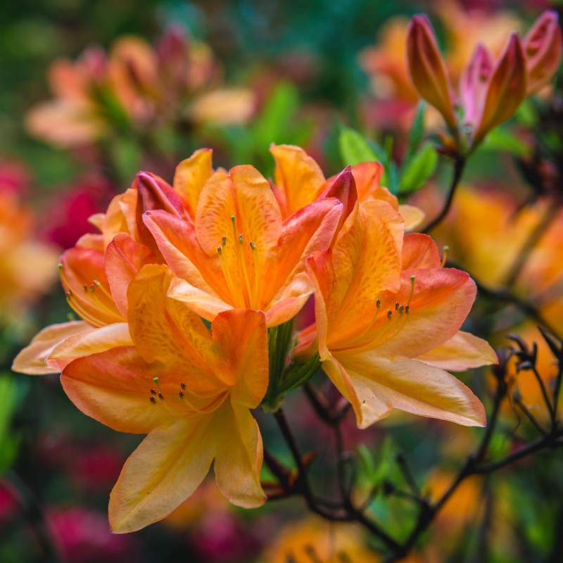 Azalea mollis Glowing Embers