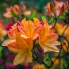 Azalea mollis Glowing Embers