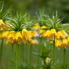 Fritillaria Lutea