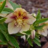 Spanz oriental Peach