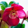 Spanz oriental Pretty Ellen rosu