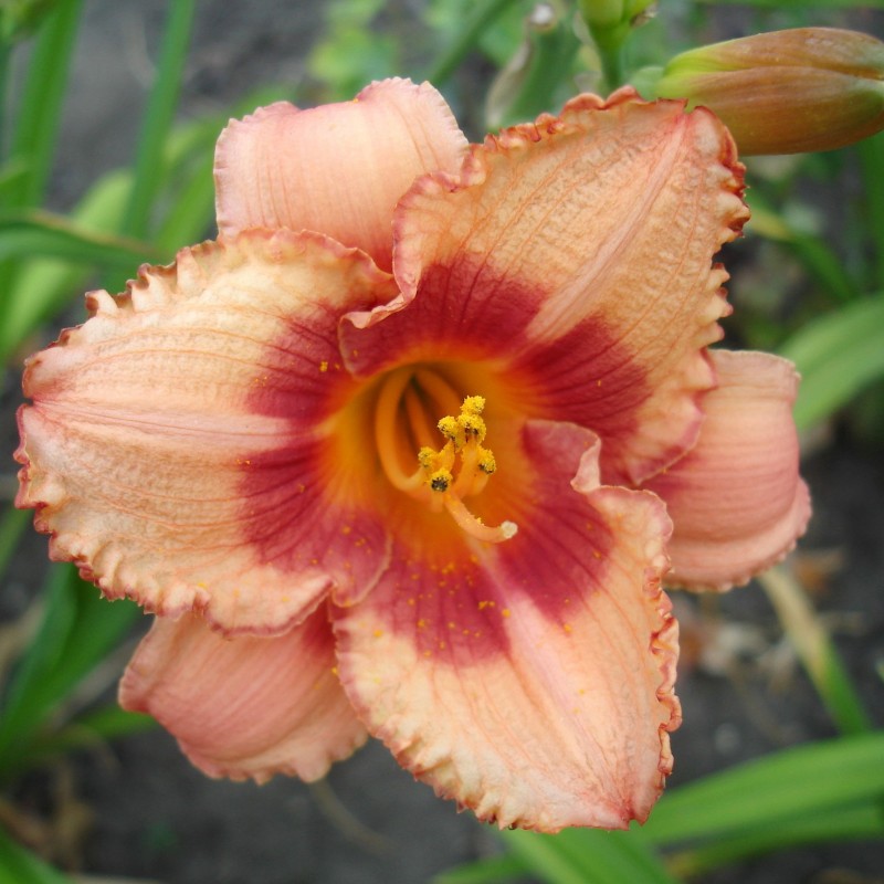 Crin Strawberry Candy