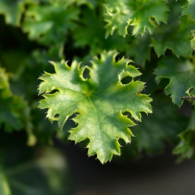 Heuchera Apple Crips