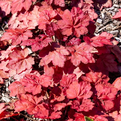 Heuchera Automn Leaves