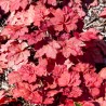 Heuchera Automn Leaves