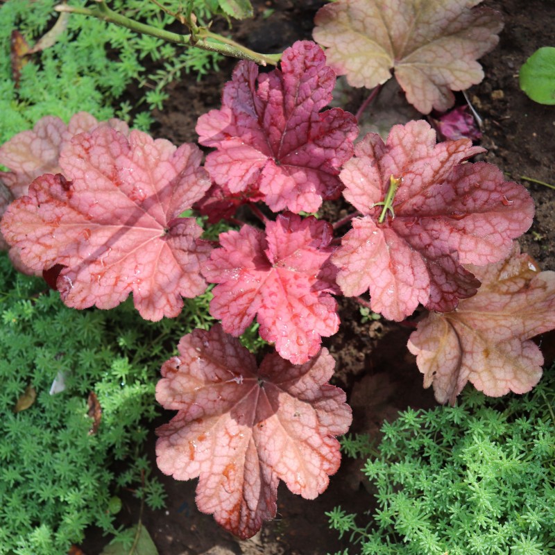 Heuchera Berry Smoothie