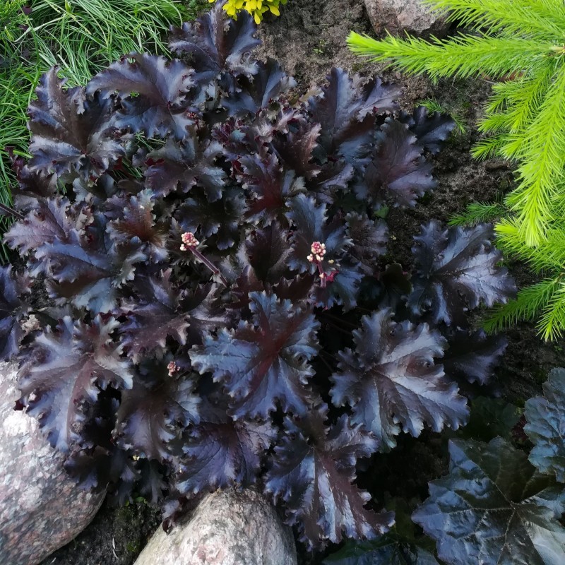 Heuchera Black Taffeta