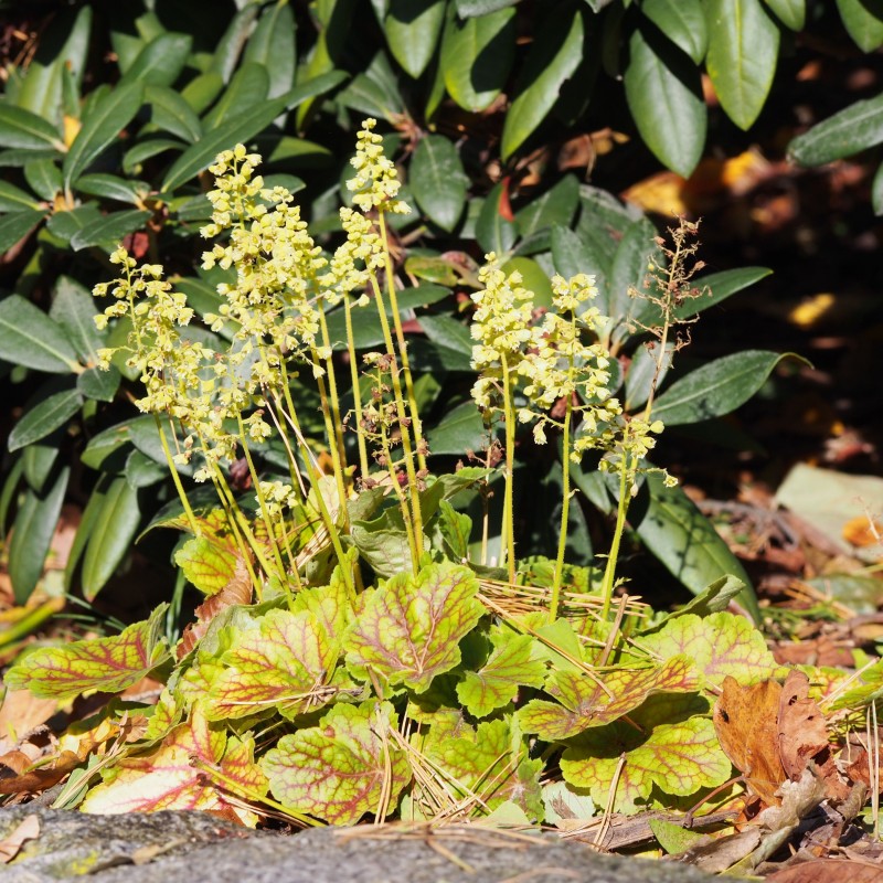 Heuchera Blondie