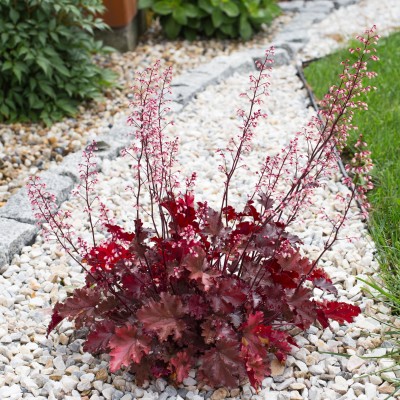 Heuchera Cajun Fire