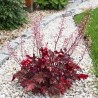 Heuchera Cajun Fire