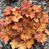 Heuchera Caramel