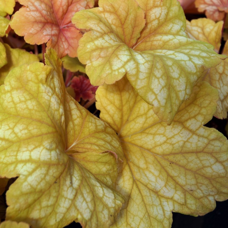 Heuchera Champagne