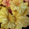 Heuchera Champagne
