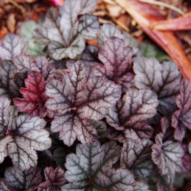 Heuchera Cinnabar Silver