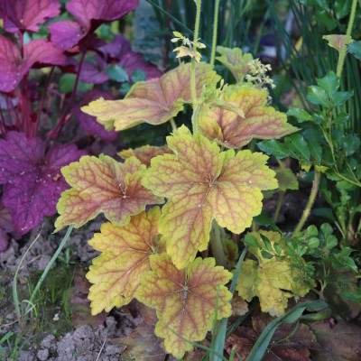 Heuchera Delta Dawn