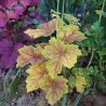 Heuchera Delta Dawn