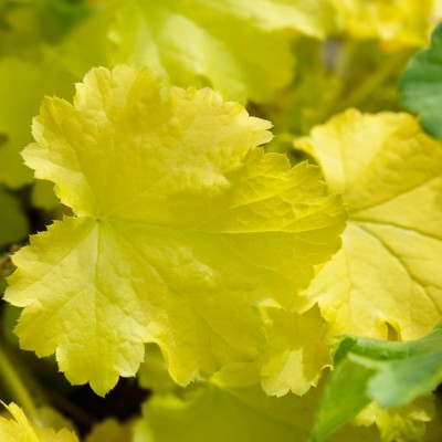 Heuchera Electric Lime