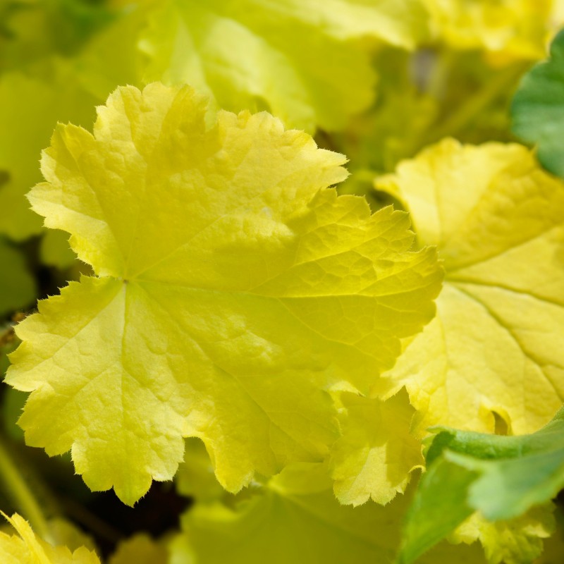 Heuchera Electric Lime